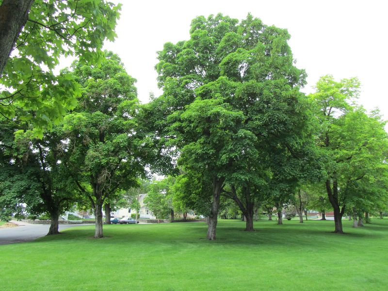 Added to Grant - Stadacona Circle