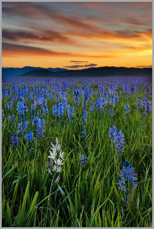 Sunrise on Camas Prairie