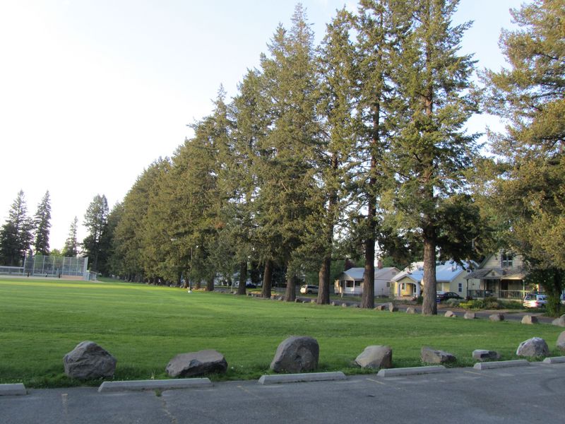 Underhill Trees