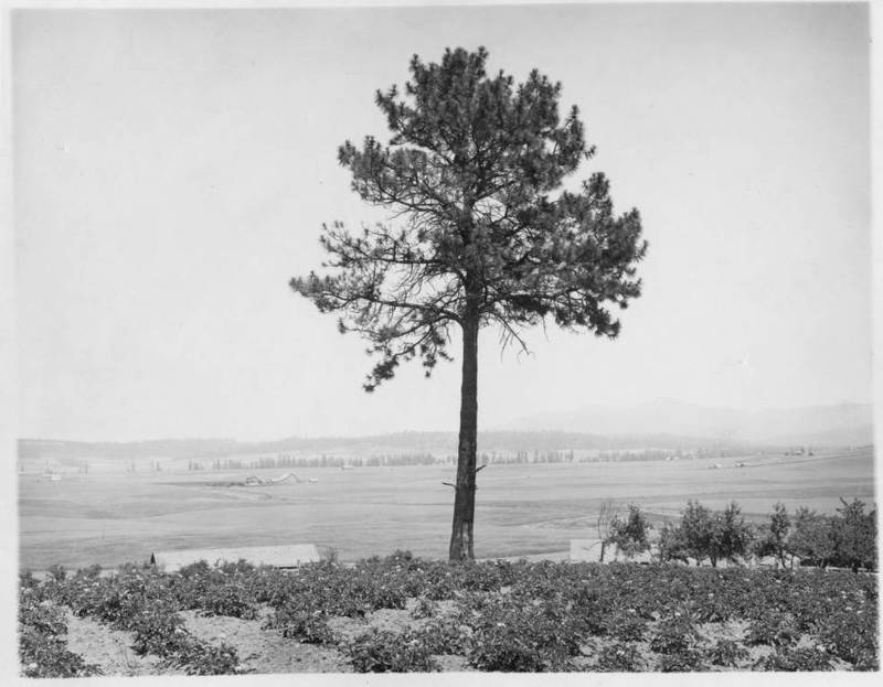 Treaty Tree
