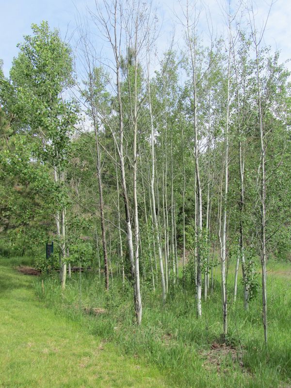 Aspens at Polly Judd Park