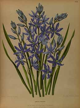 Cammasia Quamash "Indian Camas"