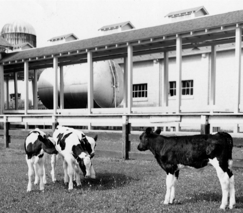 Local dairy cows